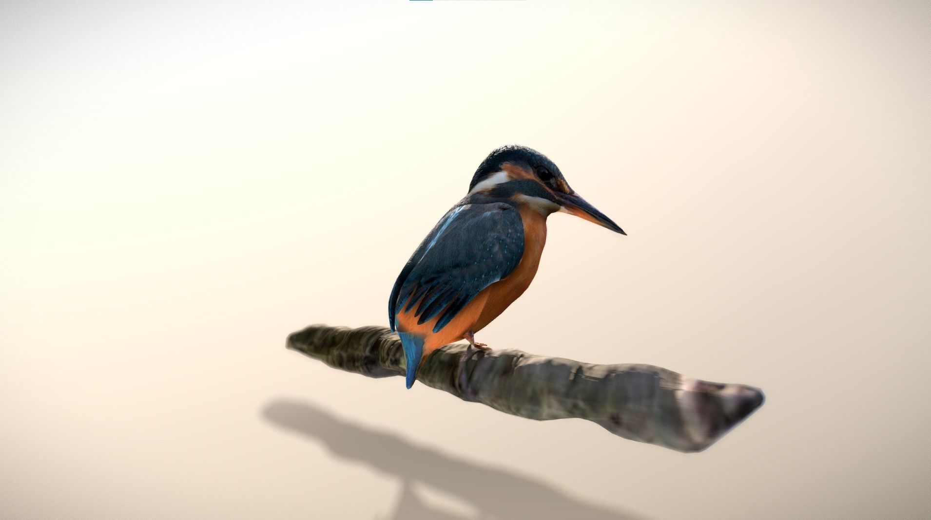 Kingfisher Bird Low-poly 3D model_5