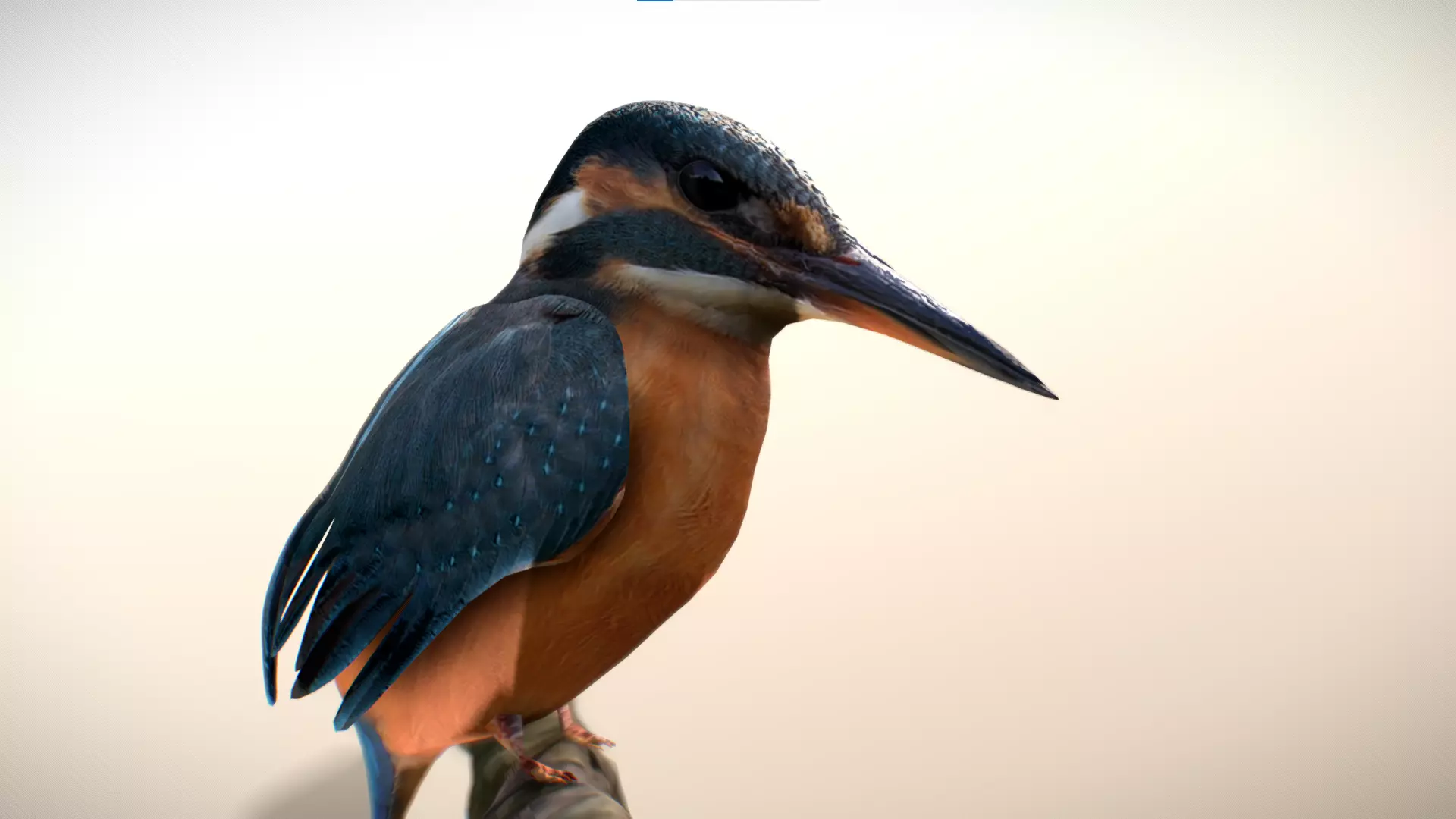 Kingfisher Bird Low-poly 3D model_0