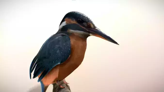 Kingfisher Bird Low-poly 3D model