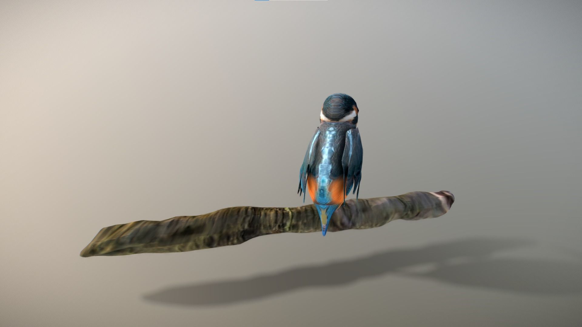 Kingfisher Bird Low-poly 3D model_17