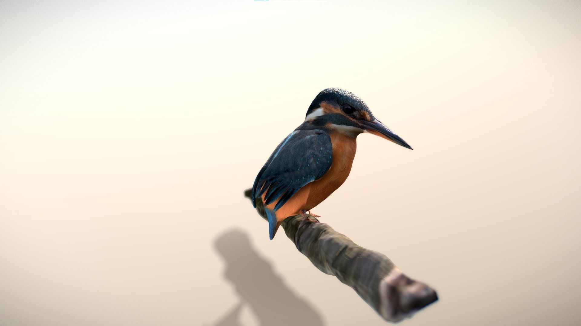 Kingfisher Bird Low-poly 3D model_1