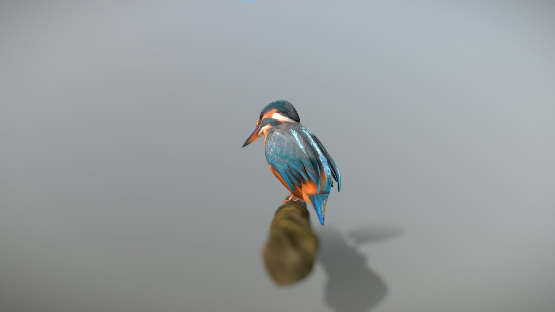 Kingfisher Bird Low-poly 3D model_12