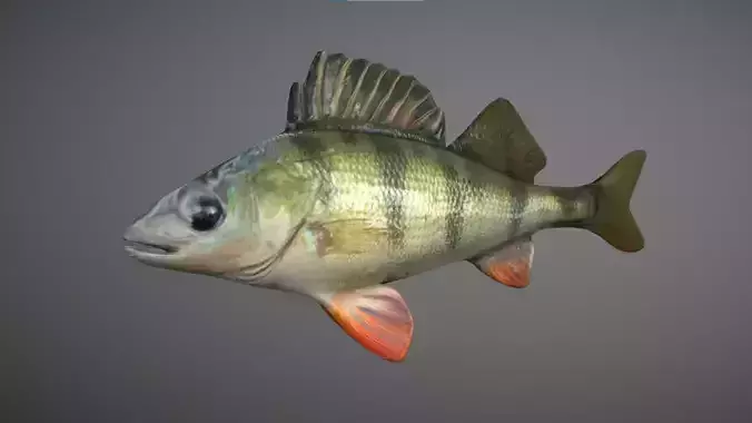 Bass - Fish Free low-poly 3D model