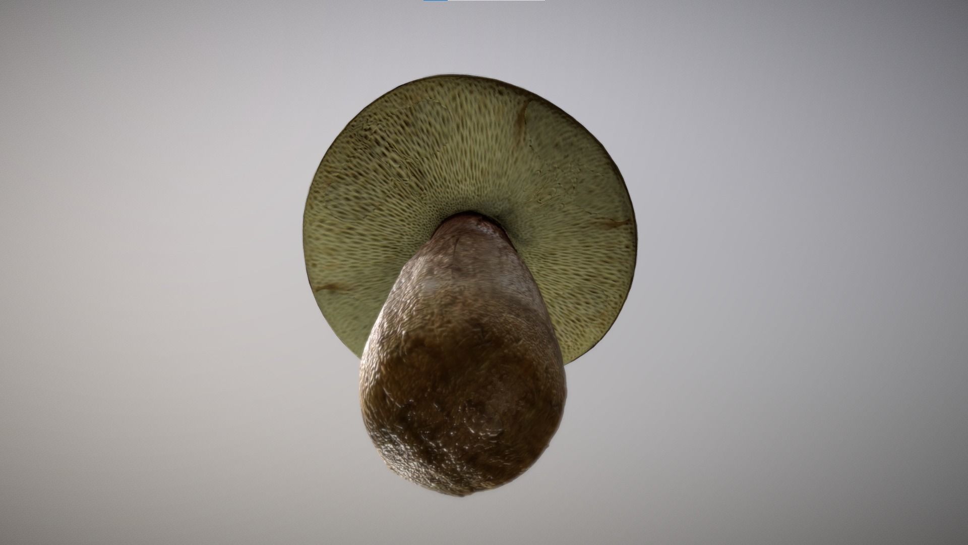Mushroom - Boletus Edulis Free low-poly 3D model_8