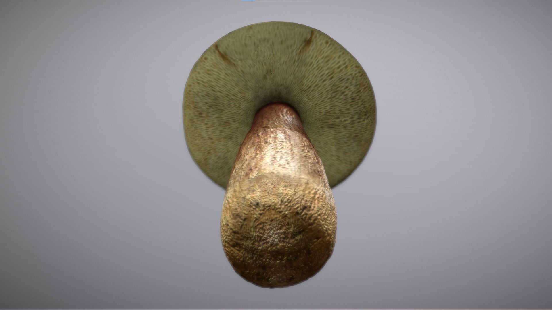Mushroom - Boletus Edulis Free low-poly 3D model_14
