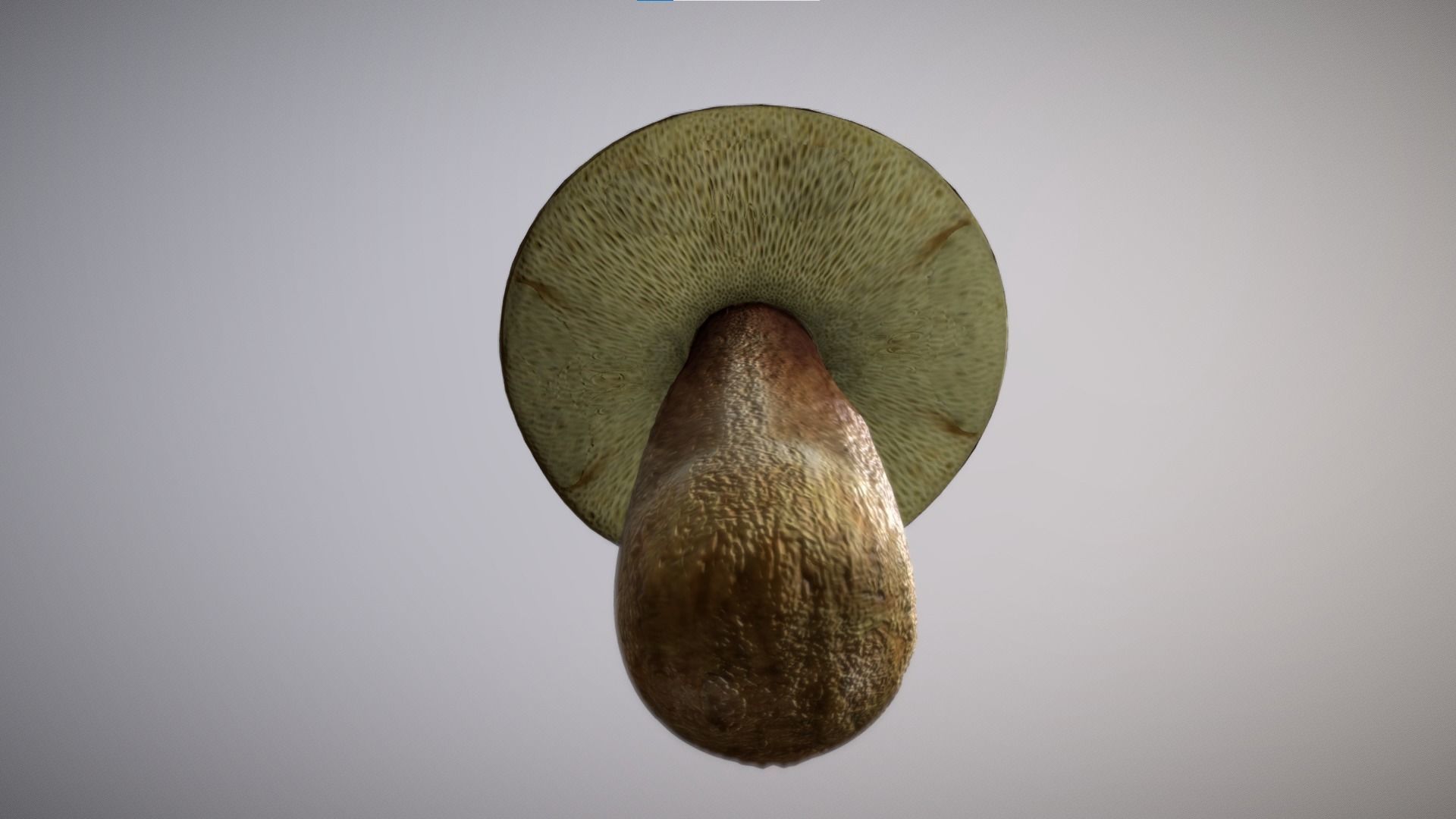 Mushroom - Boletus Edulis Free low-poly 3D model_12
