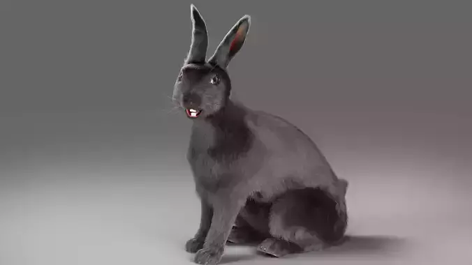 Fur Rabbit Gray V02 Rigged Low-poly 3D model