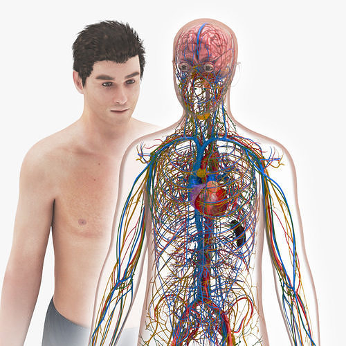 Cardiovascular with Heart-Lymphatic-Nervous with Brain Systems Low-poly 3D model