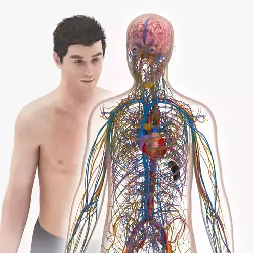 Cardiovascular with Heart-Lymphatic-Nervous with Brain Systems Low-poly 3D model