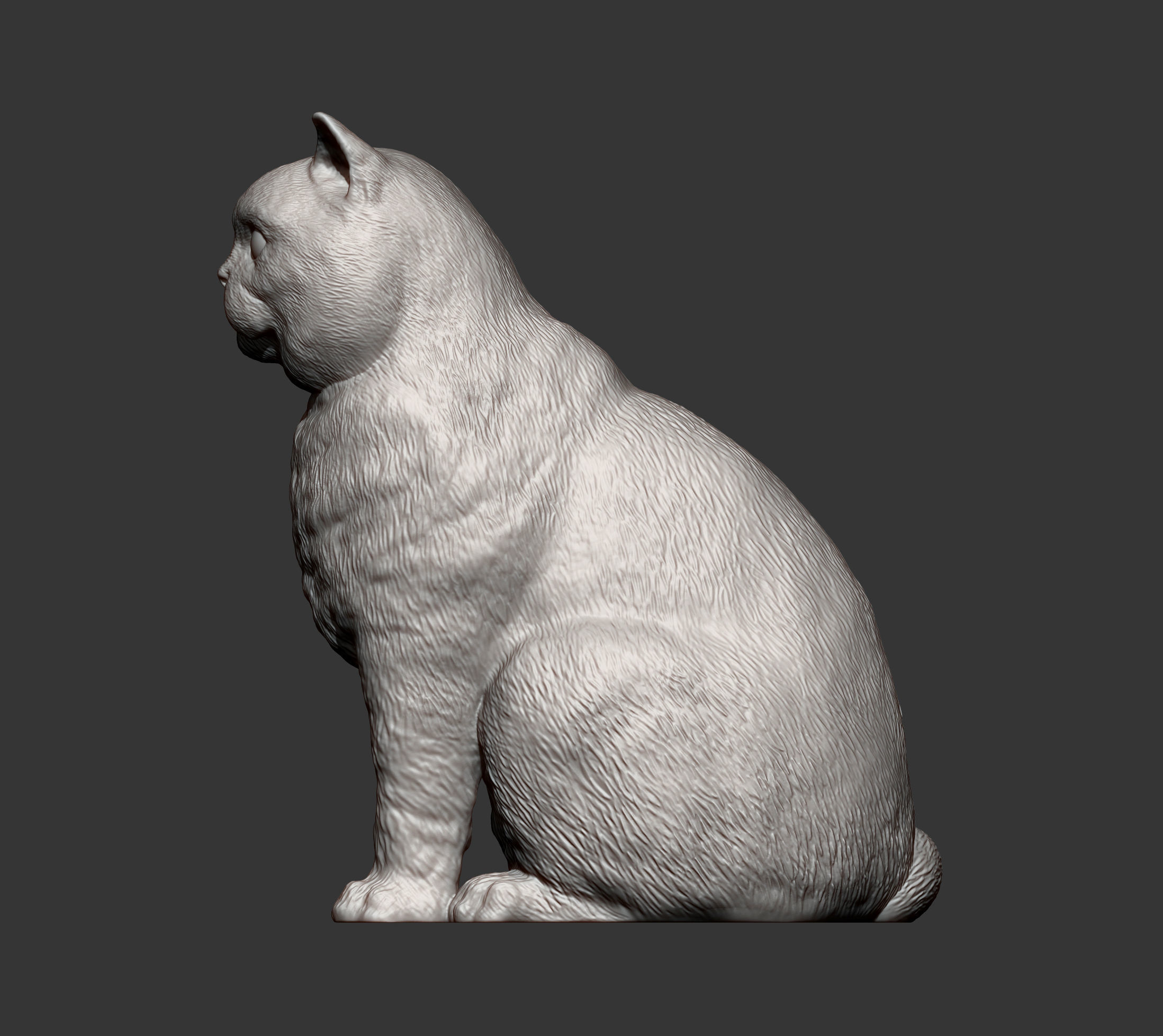 british shorthair cat 3D print model_11