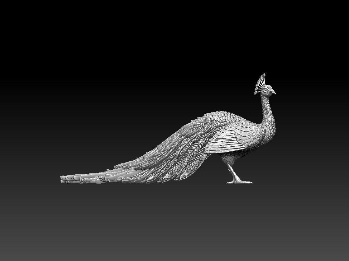 peacock 3D print model_15