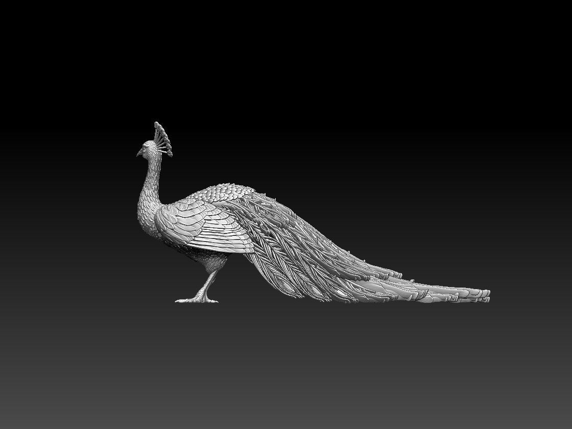 peacock 3D print model_14