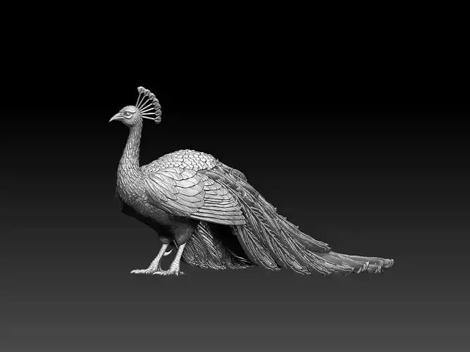 peacock 3D print model