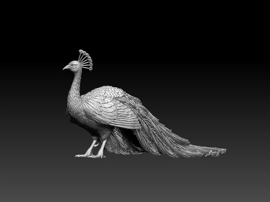peacock 3D print model_0