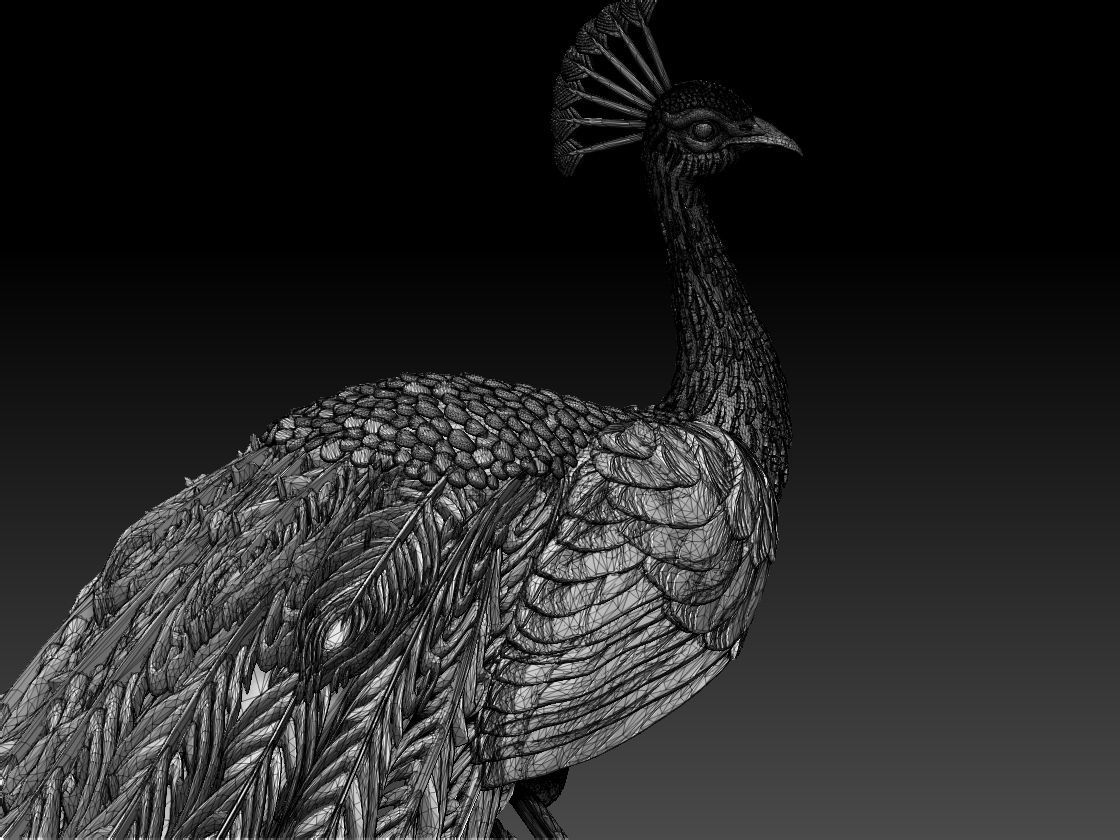 peacock 3D print model_50