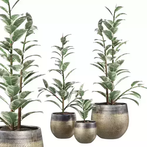 Mya Plant Pot -Ficus Elastica 3D model