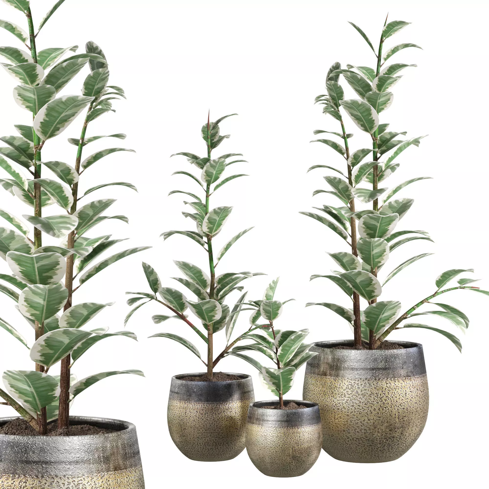 Mya Plant Pot -Ficus Elastica 3D model