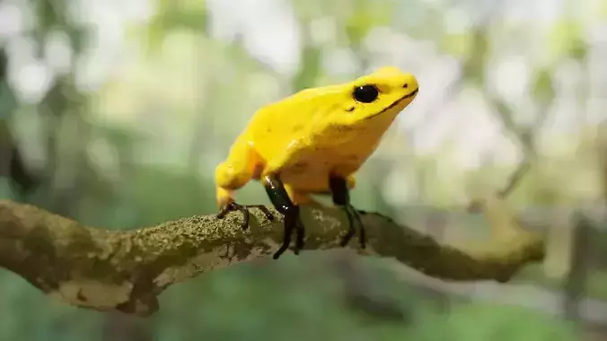 Arrow Frog 3D model