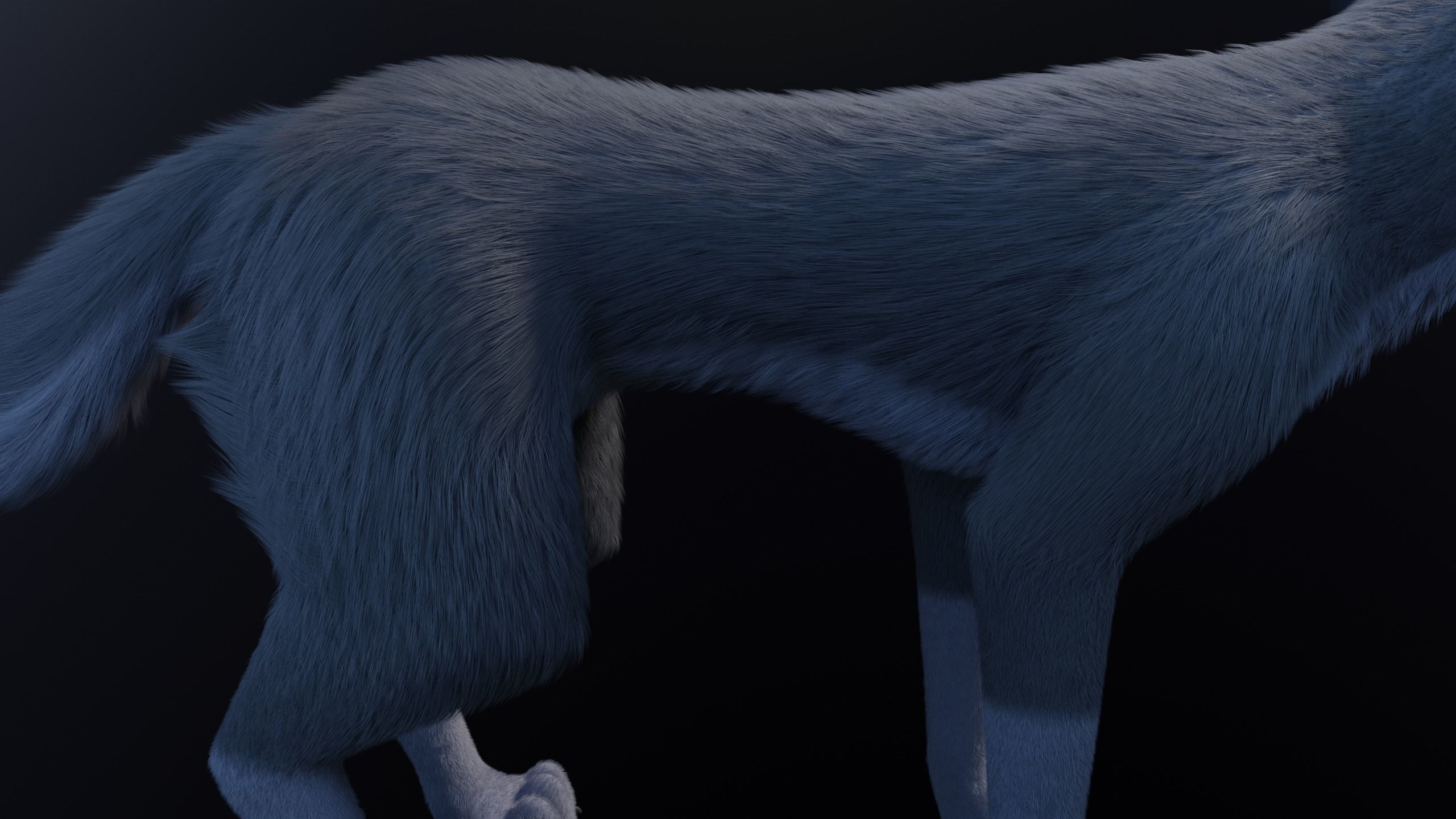 Niju Wolf 3D model_10