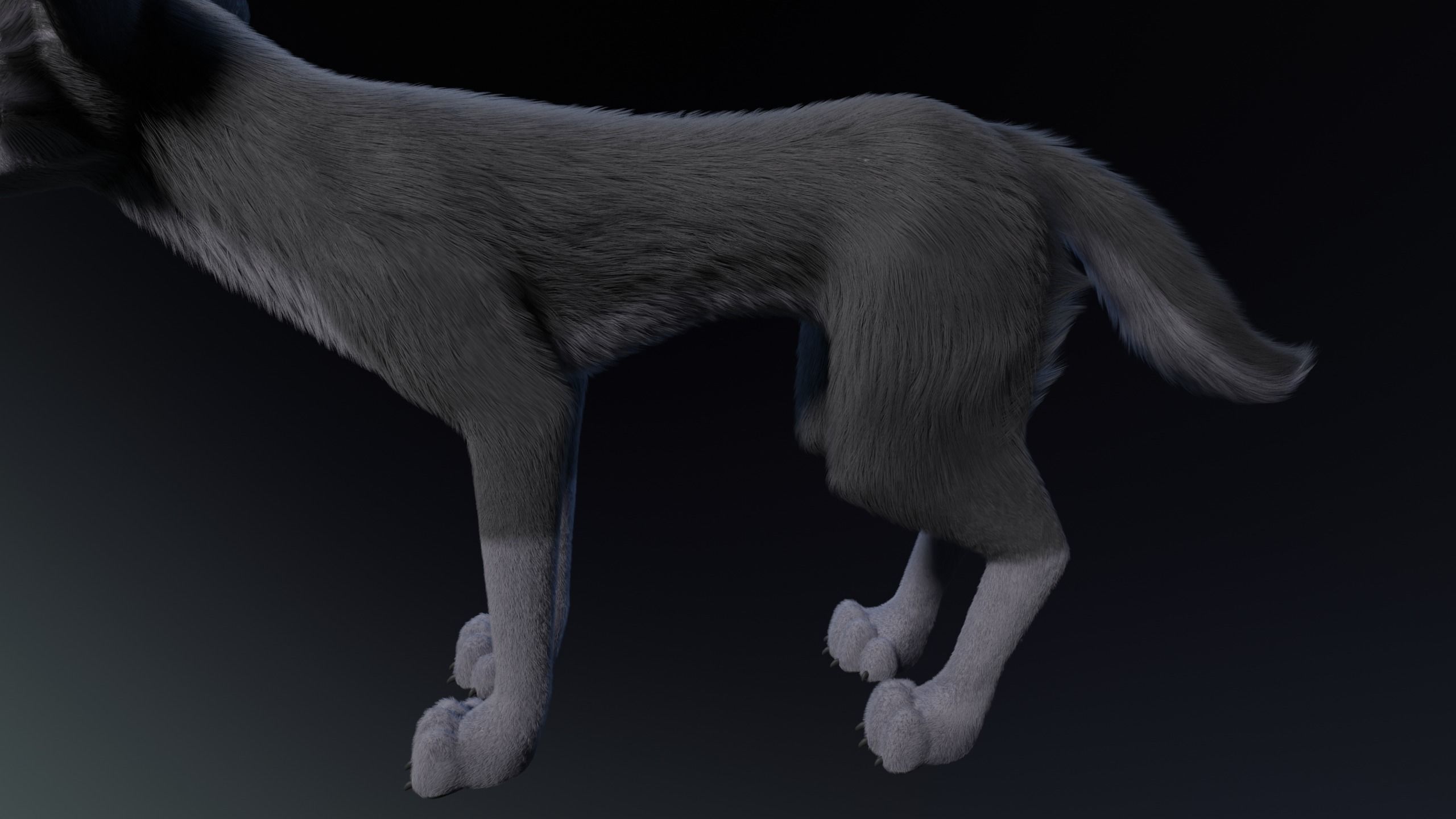 Niju Wolf 3D model_6