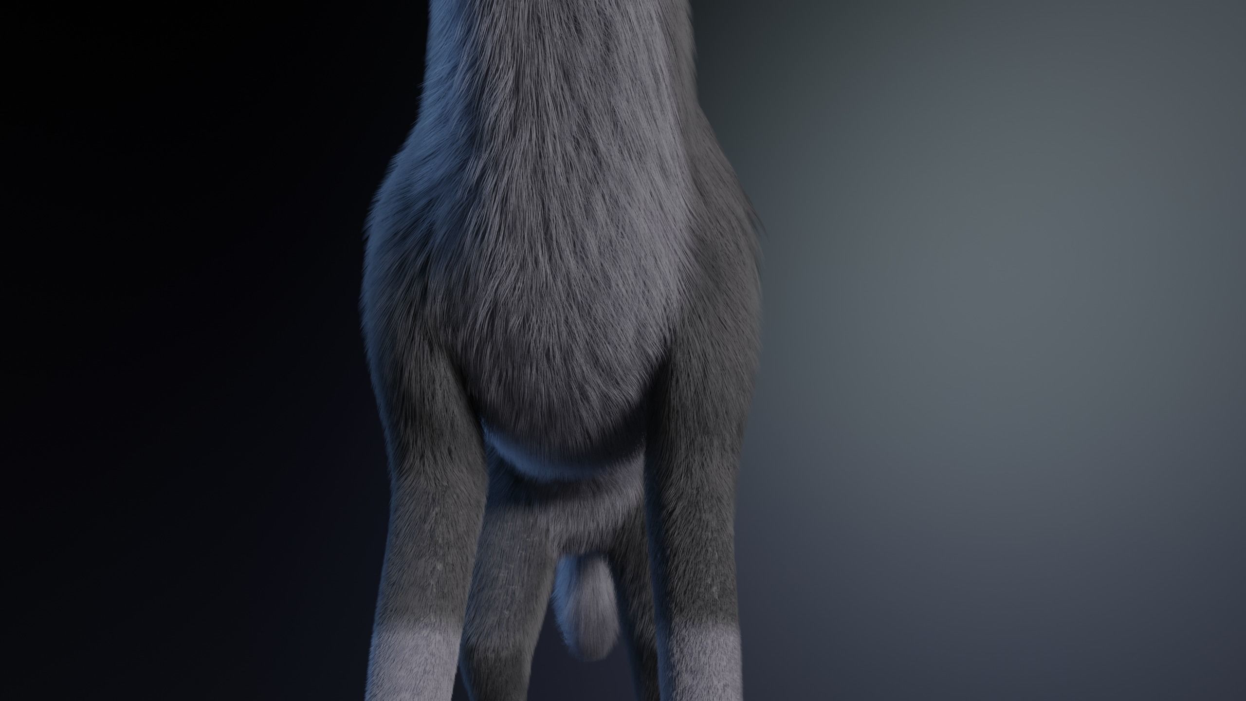 Niju Wolf 3D model_12
