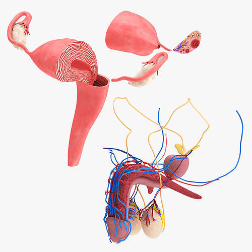 Female and Male reproductive system Low-poly 3D model