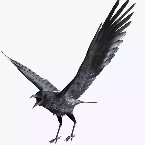 Crow Animated 3D model