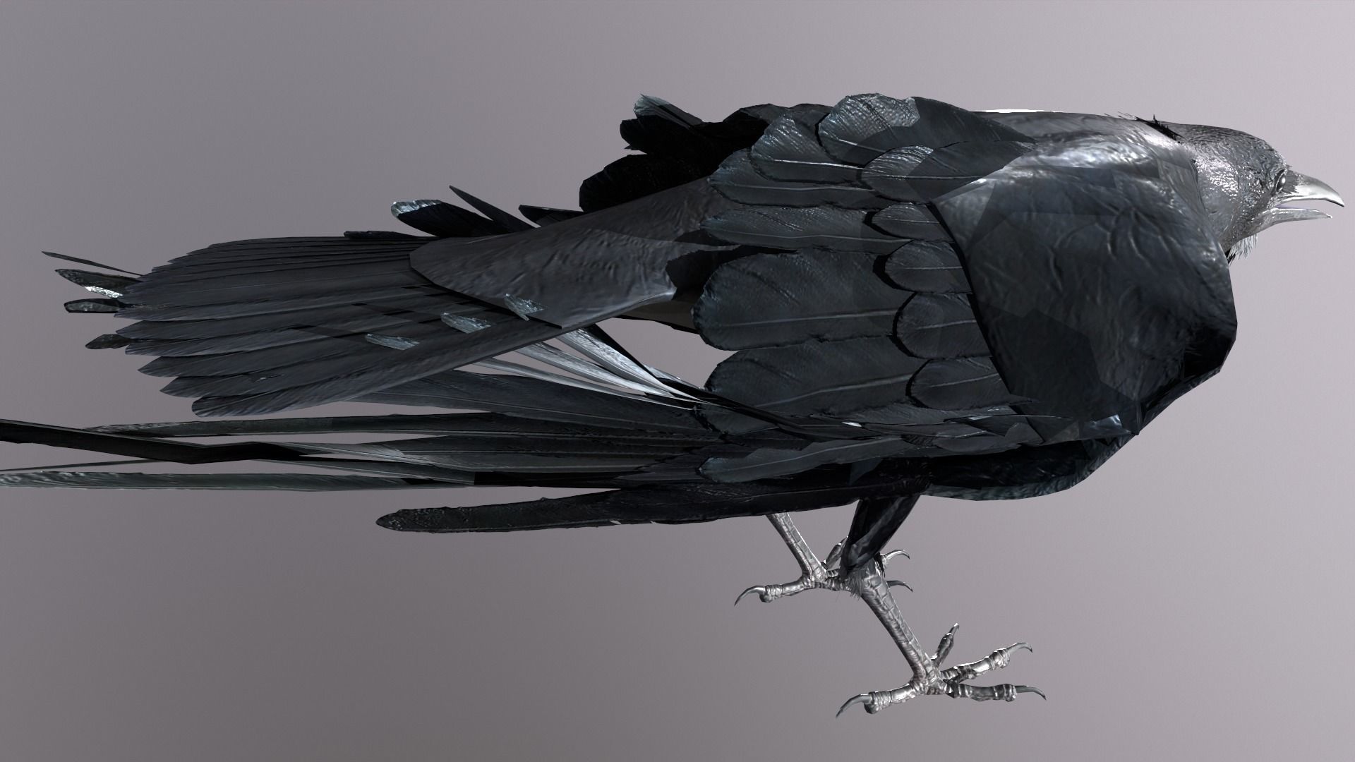 Crow Animated 3D model Low-poly 3D model_12