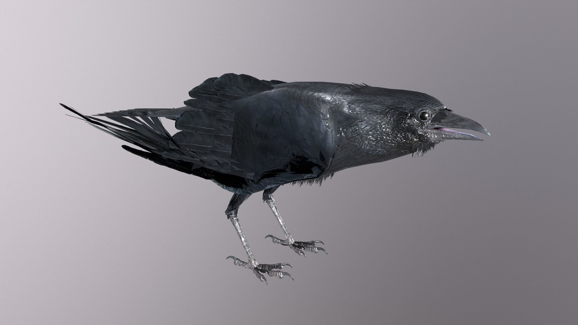Crow Animated 3D model Low-poly 3D model_19
