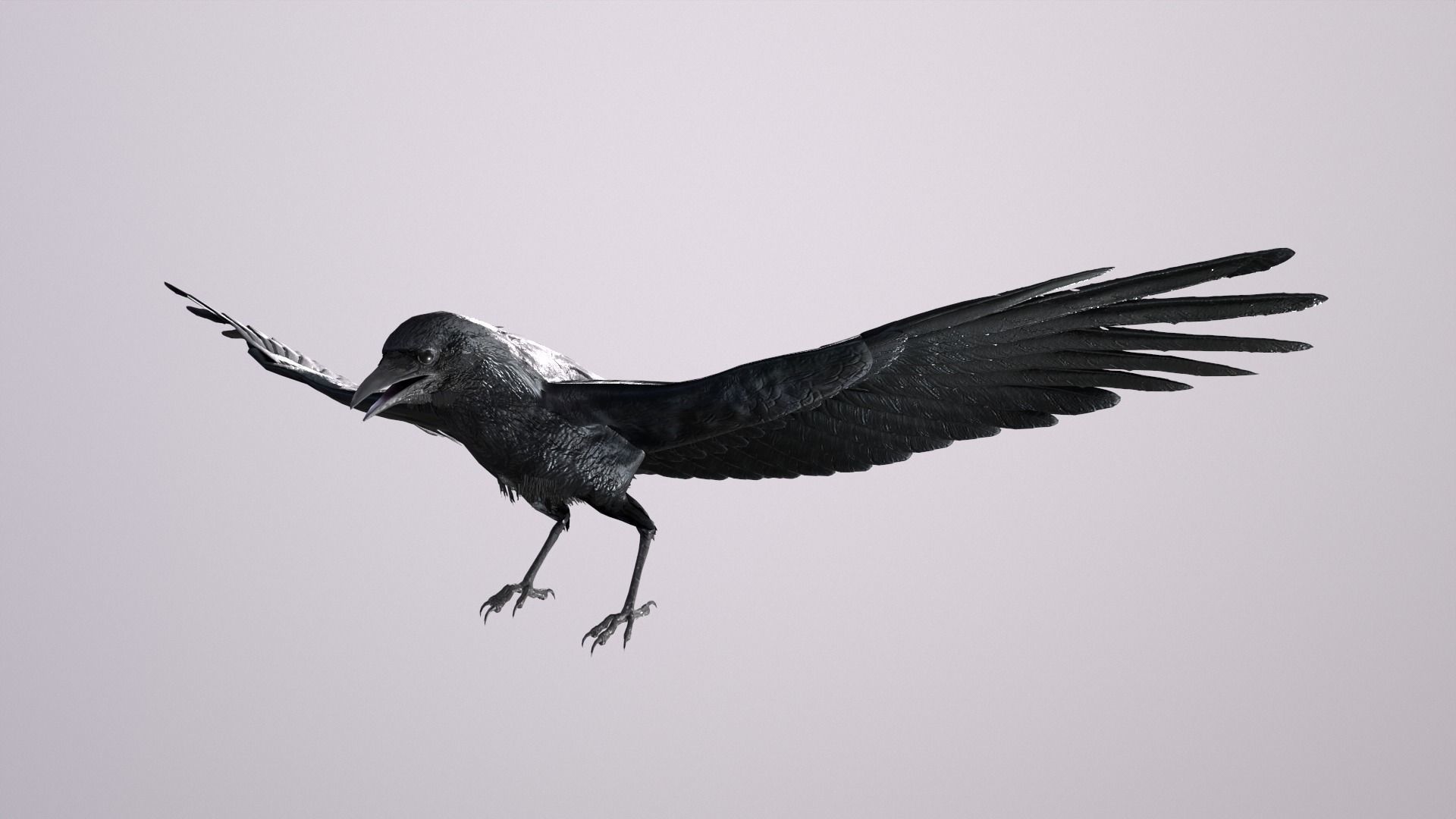 Crow Animated 3D model Low-poly 3D model_13
