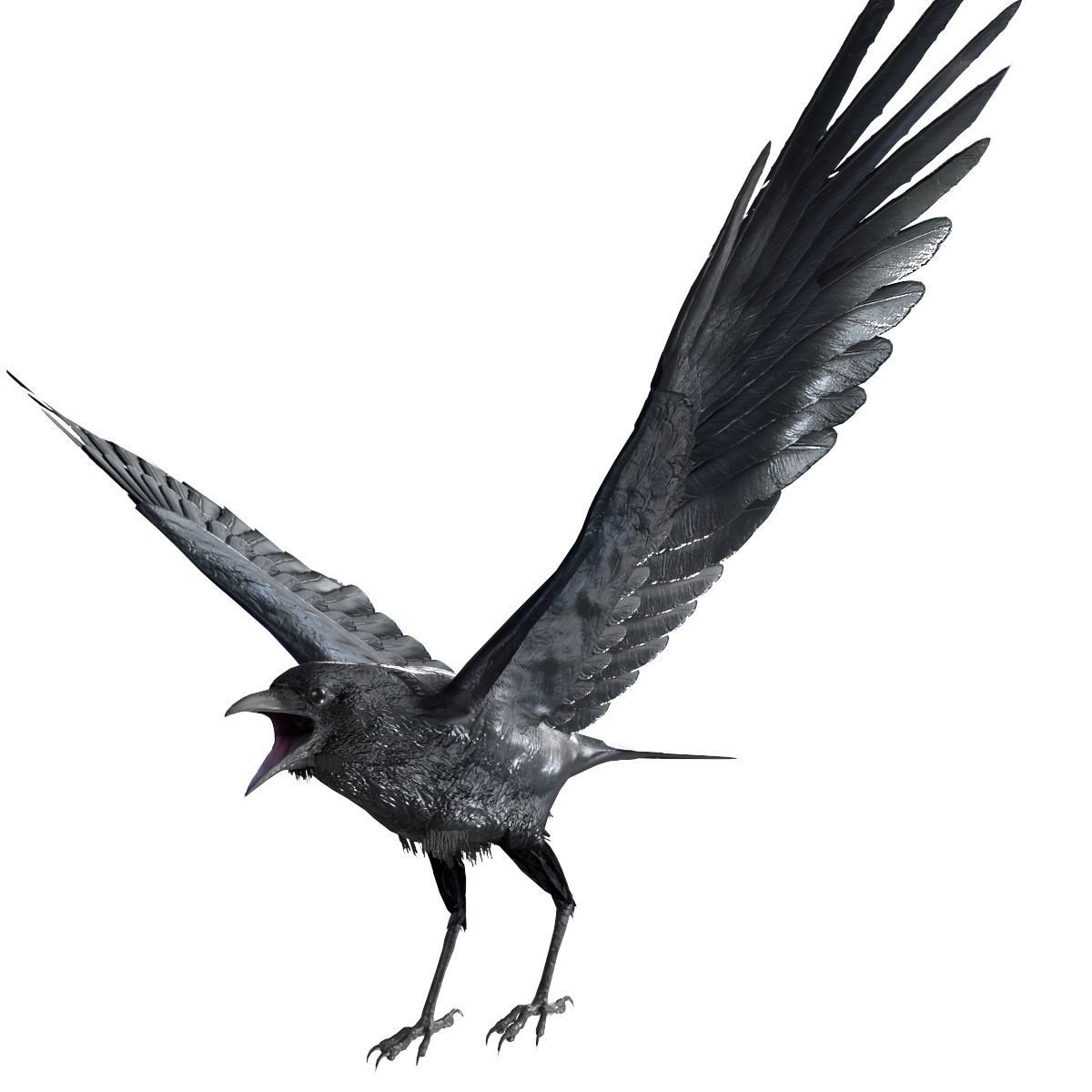 Crow Animated 3D model Low-poly 3D model_18