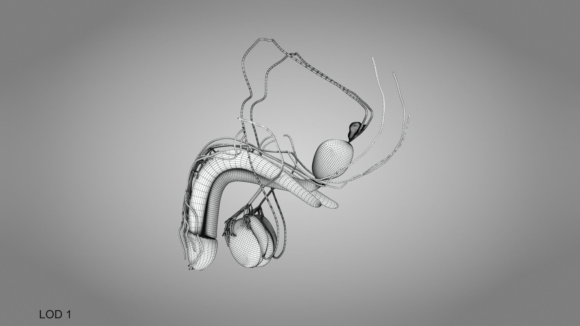 Male Reproductive system Low-poly 3D model_11