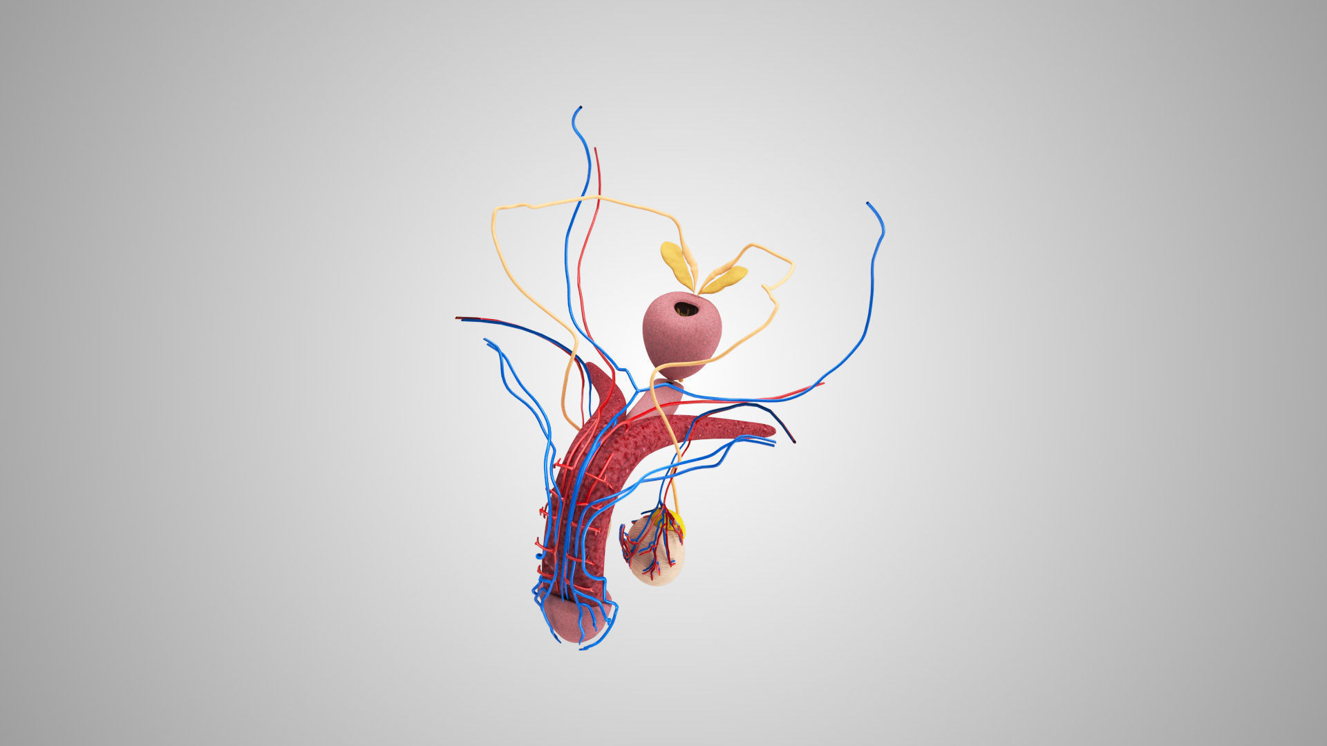 Male Reproductive system Low-poly 3D model_4
