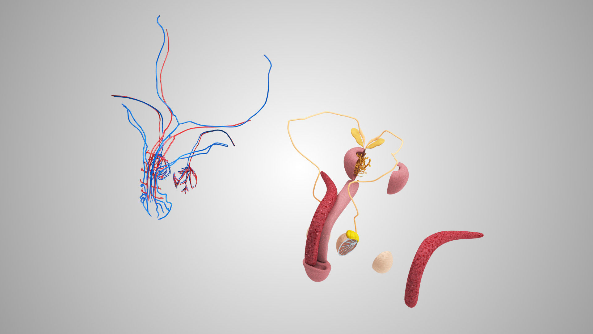Male Reproductive system Low-poly 3D model_7