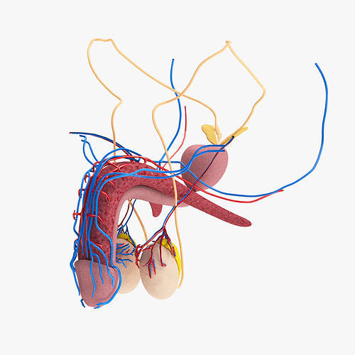 Male Reproductive system Low-poly 3D model