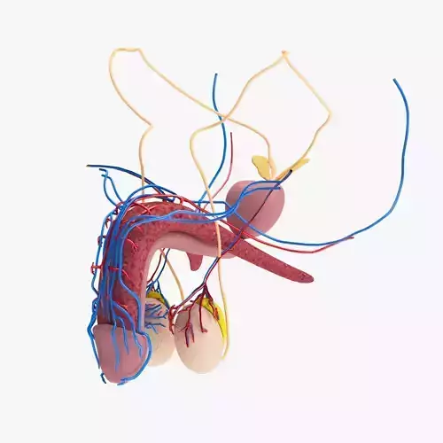 Male Reproductive system Low-poly 3D model