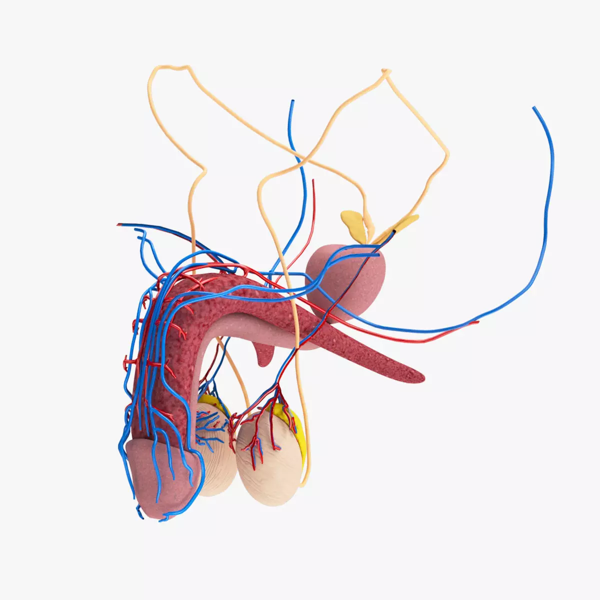 Male Reproductive system Low-poly 3D model_0