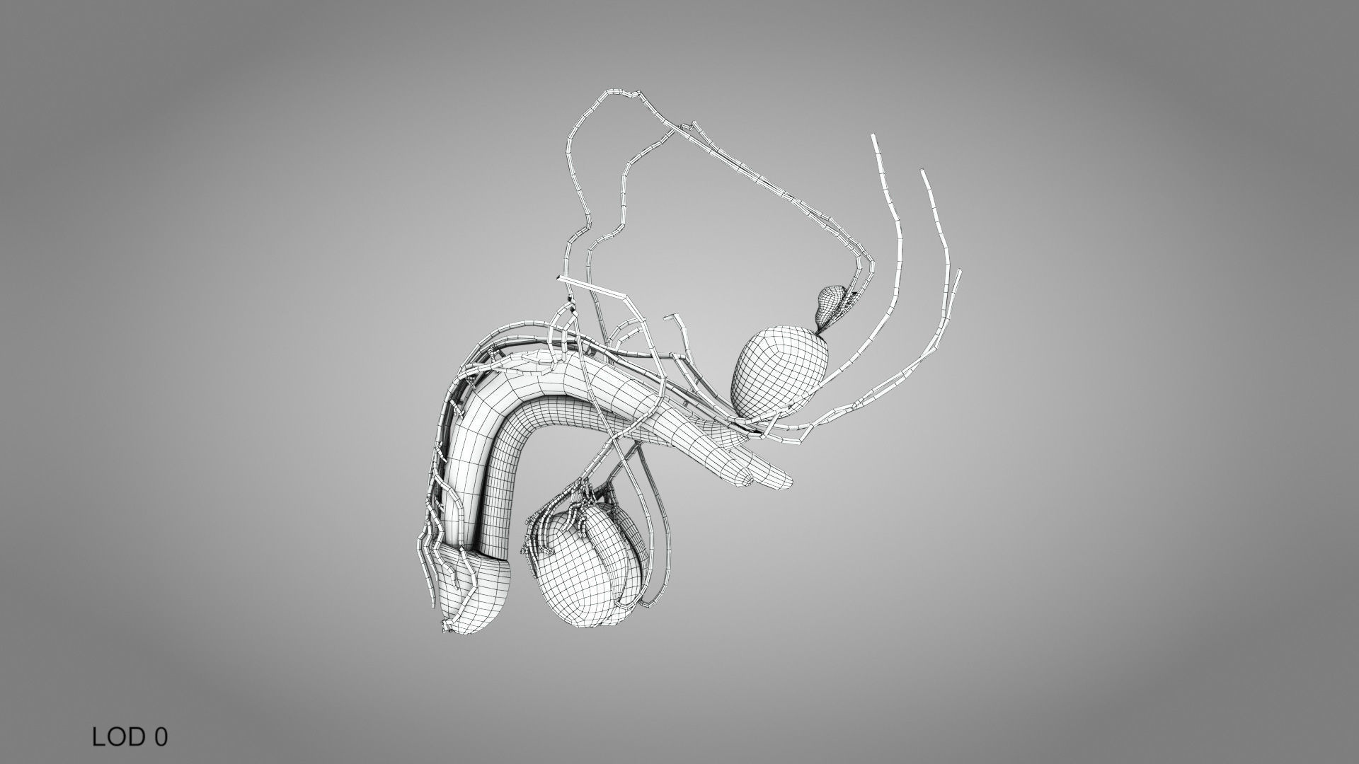 Male Reproductive system Low-poly 3D model_13
