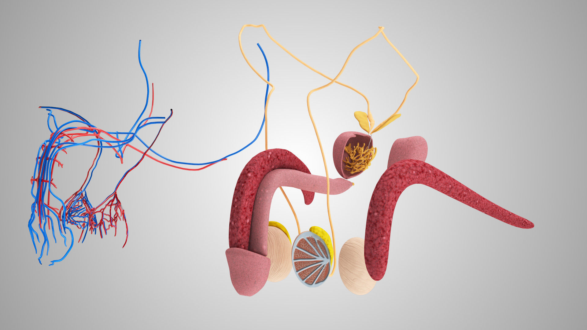 Male Reproductive system Low-poly 3D model_2