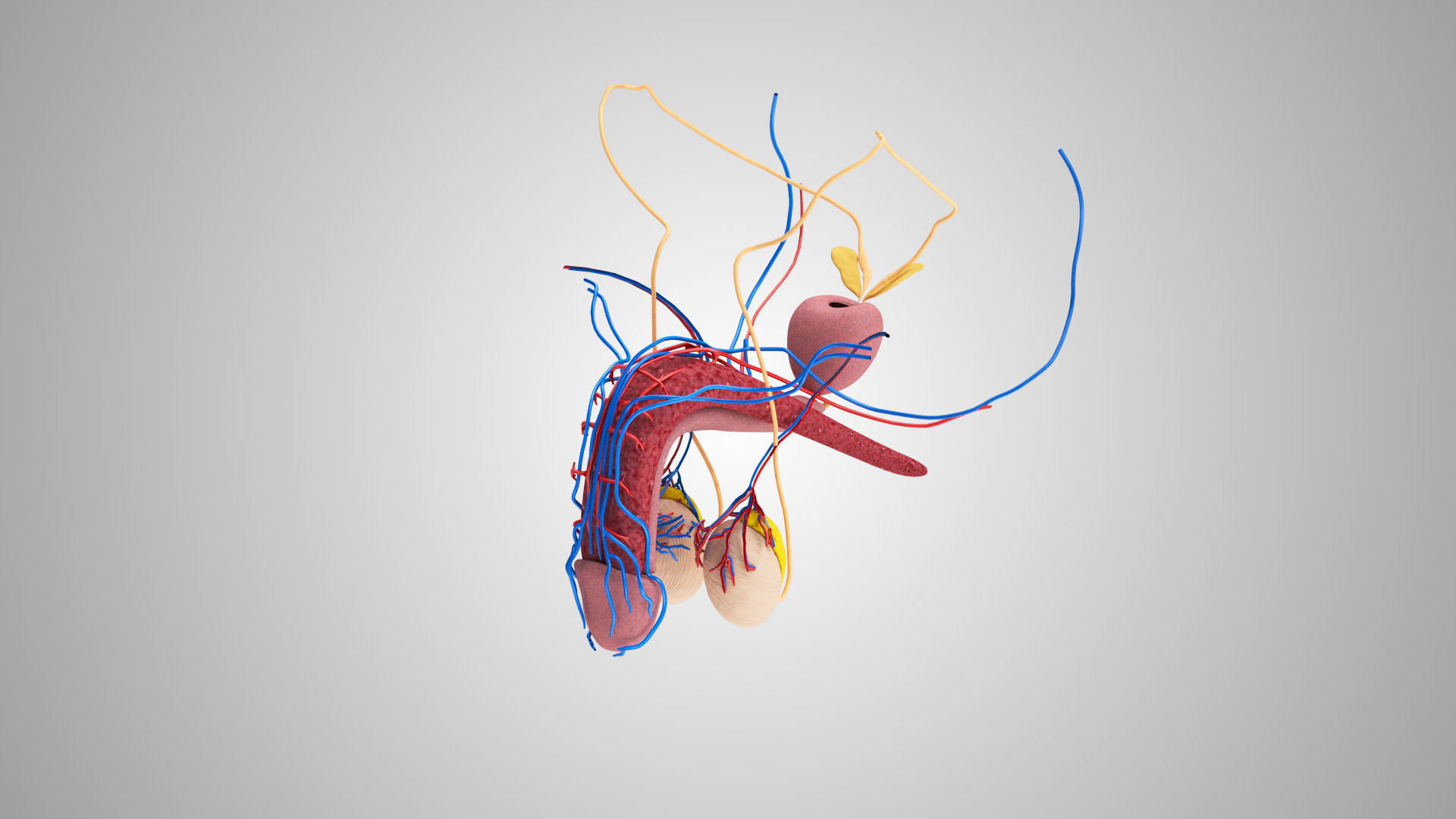 Male Reproductive system Low-poly 3D model_3