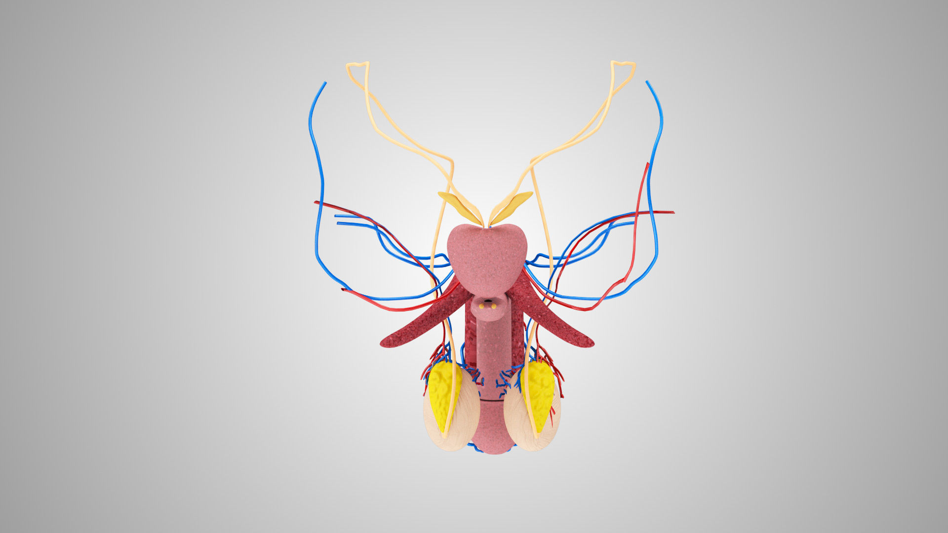 Male Reproductive system Low-poly 3D model_5