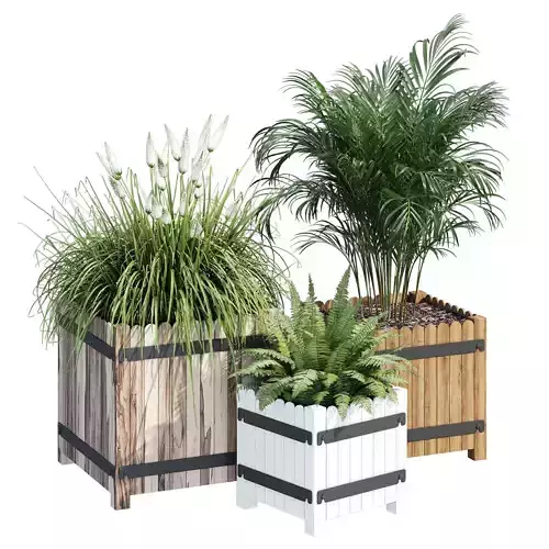 Campion three plants in wooden boxes