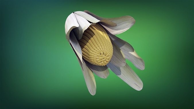 Corn - Mazorca Low-poly 3D model 2