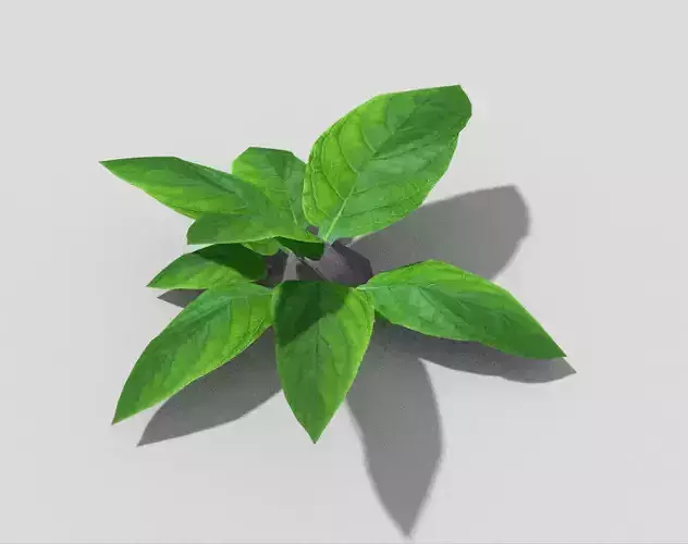 Low poly Plant
