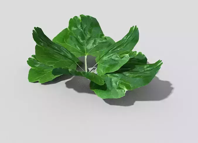 Low poly Plant leaf