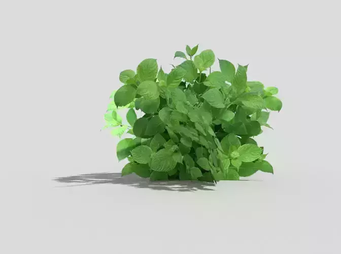 Low poly Plant
