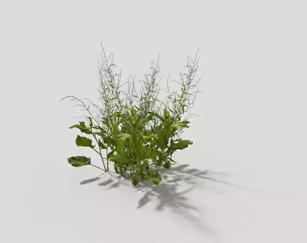 Low poly Plant