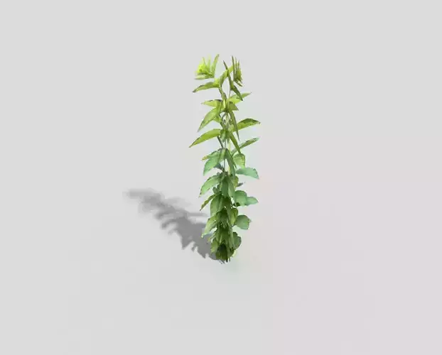 Low poly Plant