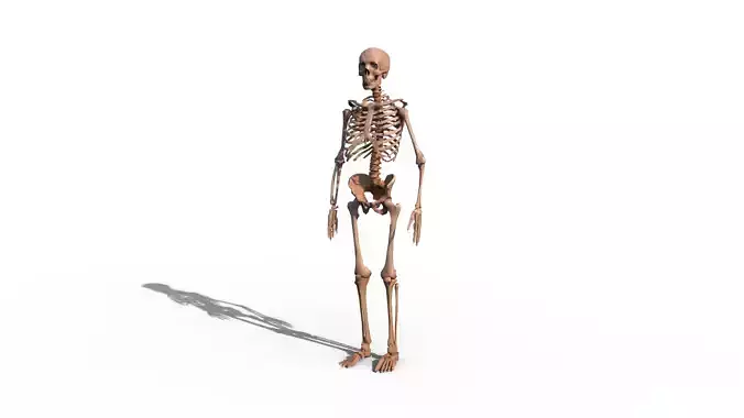 Skeleton human Low-poly 3D model