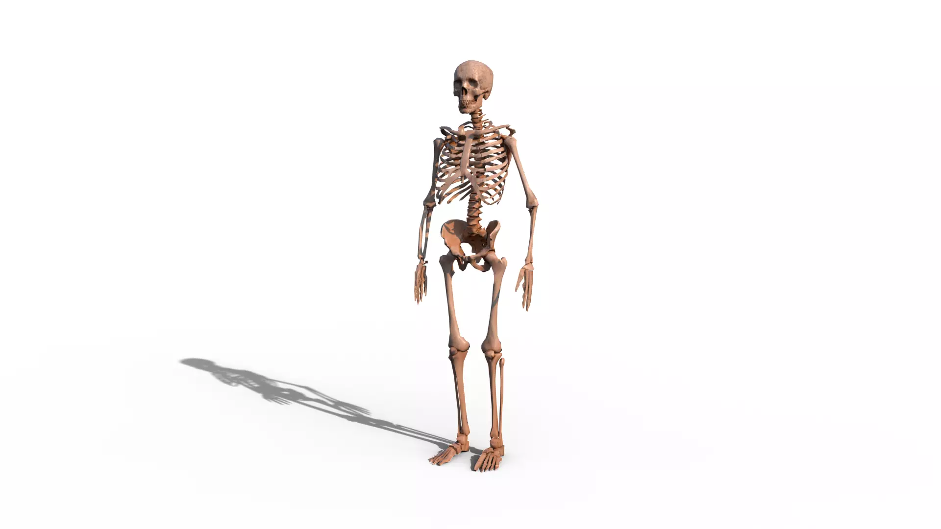 Skeleton human Low-poly 3D model_0